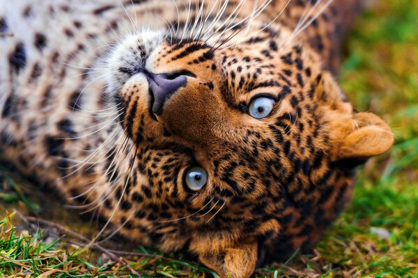 Schöner Leopard mit blauen Augen