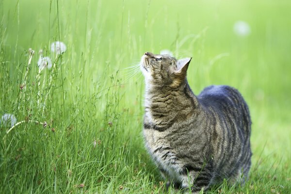 Un gato en la hierba en un paseo en busca de un pájaro