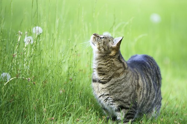 Chat dans l herbe sur une promenade à la recherche d un oiseau