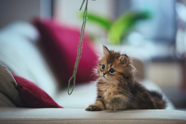 A kitten is playing on the sofa with threads