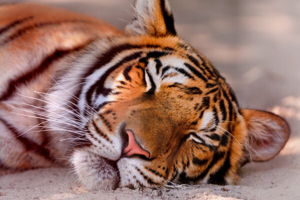 Tiger sleeps on white sand