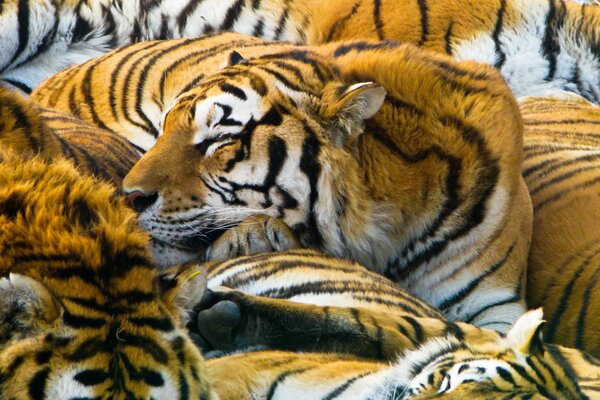 Tigers of the cat milota breed
