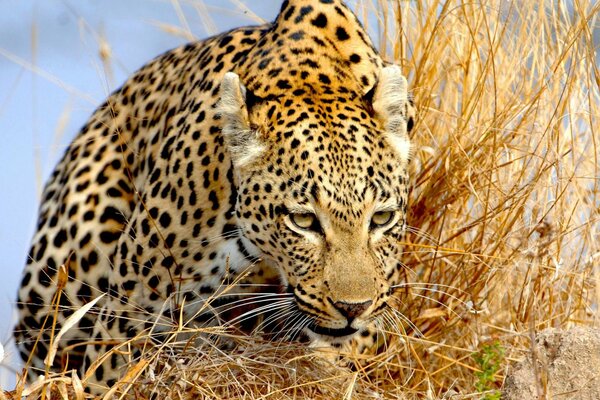 Leopard schleicht sich durch trockenes Gras