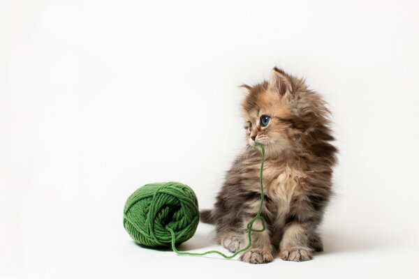 Peludo gatito juega con una maraña de hilos