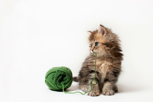 Chaton moelleux joue avec un enchevêtrement de fils