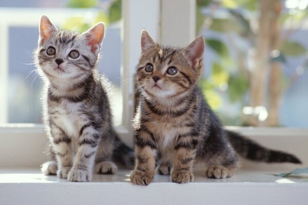 Deux chatons rayés espiègles