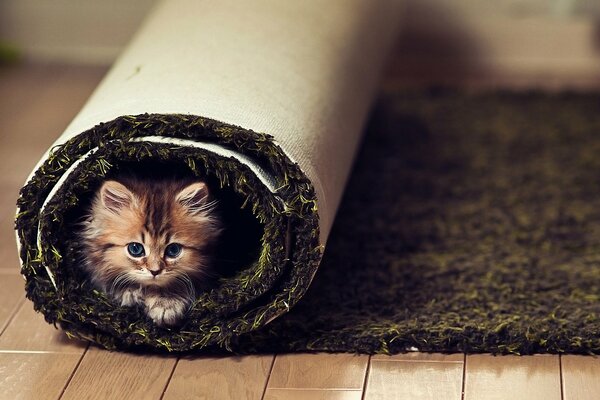 Gatito escondido en una alfombra enrollada