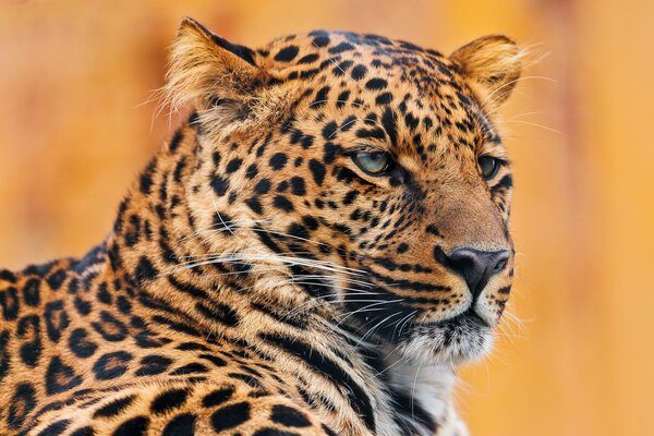 Portrait of a leopard on an orange background