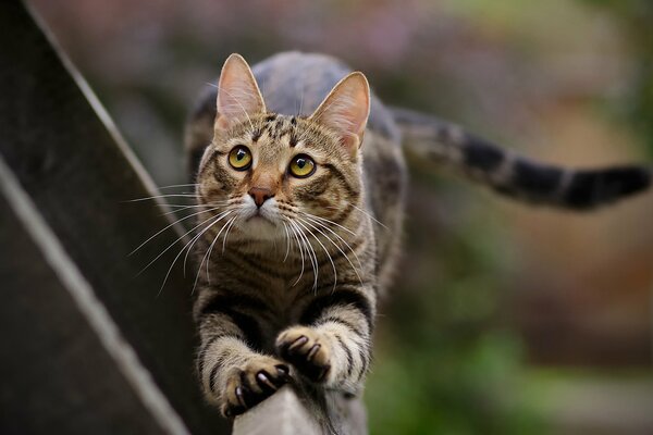 Die Katze kam, um ihre Krallen zu schärfen