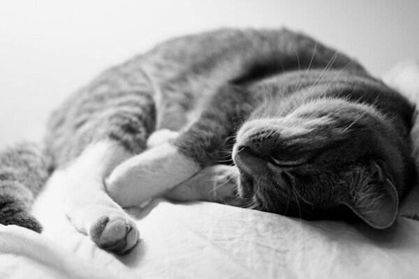 Grey cat sleeps on fabric