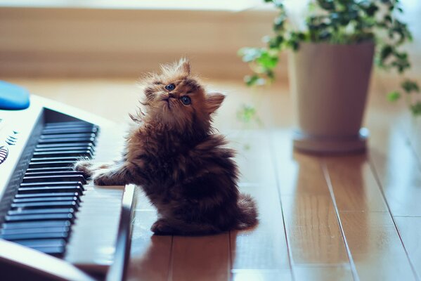 The synthesizer plays a cat symphony