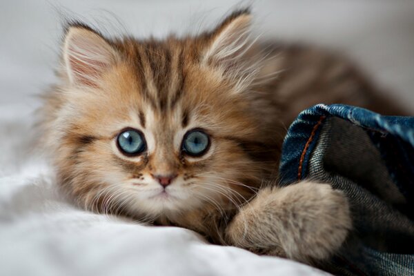 Lindo gatito peludo con ojos azules