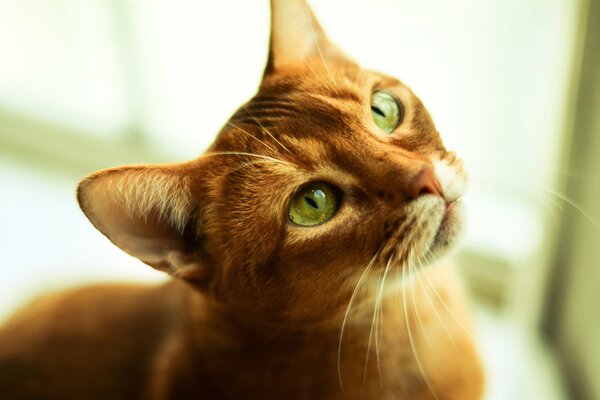 A ginger cat with green eyes