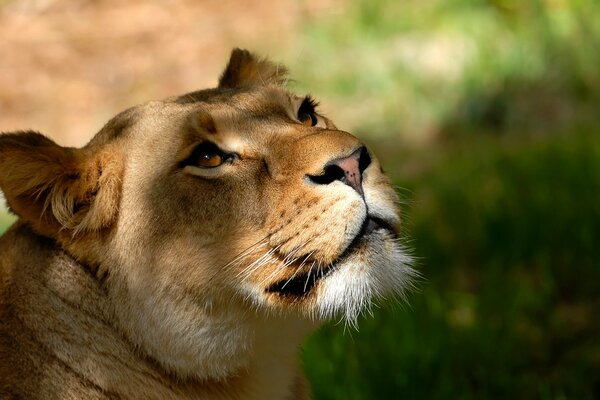 Foto del muso di una leonessa all ombra