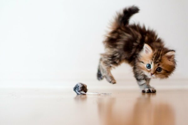 A scared kitten is playing with a ball