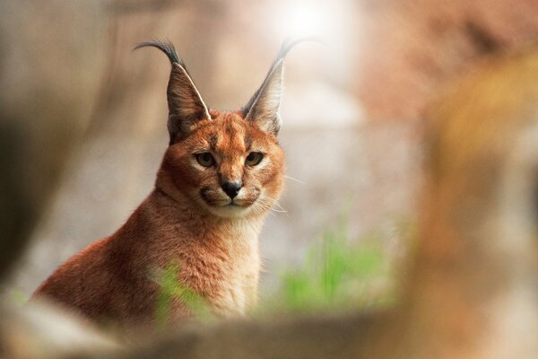 La vista del gato caracal sobre un fondo borroso