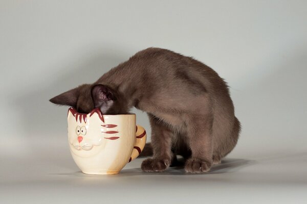 A cat drinks from a cup in the form of a cat