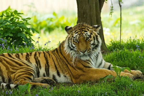 La tigre giace sull erba sotto l albero