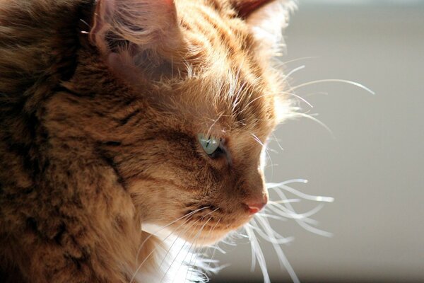 A red-haired green-eyed cat on a monochrome background