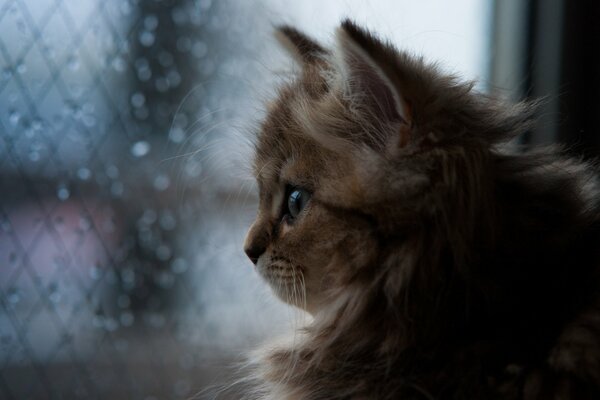 Рыжий котенок смотрит в окно на капли дождя