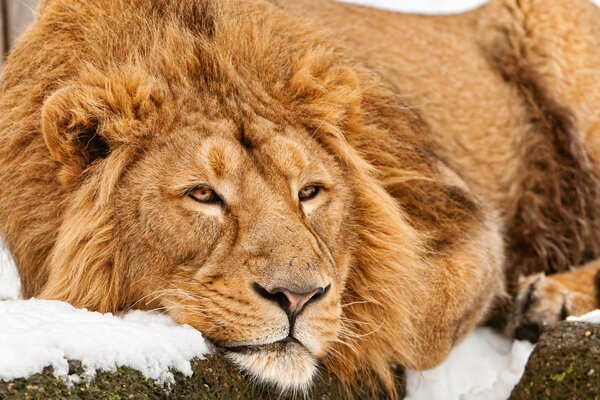 A young lion is lying on a snow stone