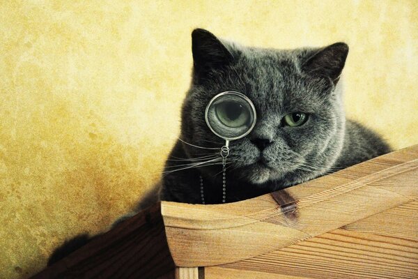 The grey cat has a monocle