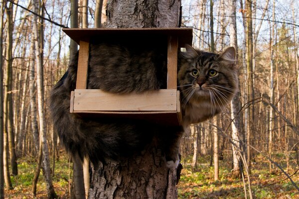 Die Katze hat einen Vogelhäuschen gewählt