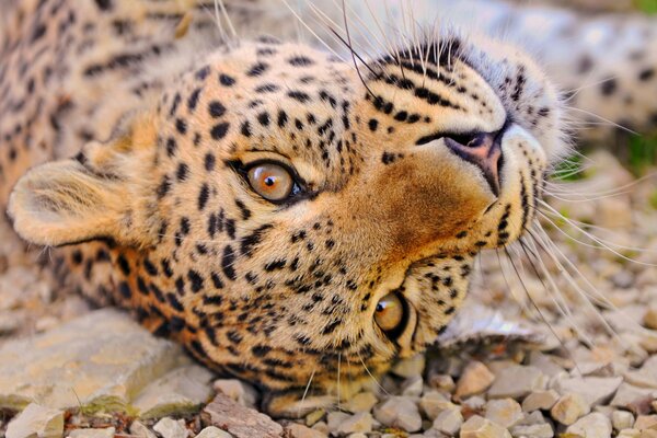 Gatto selvatico-leopardo, si trova e riposa