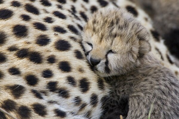 Bébé guépard dort sur maman