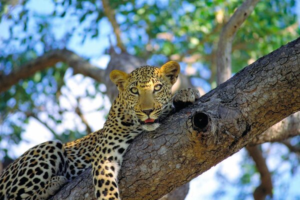 Spotted leopard lying on a tree branch