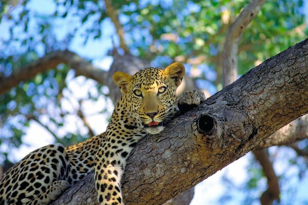 Leopardo macchiato sdraiato su un ramo di un albero