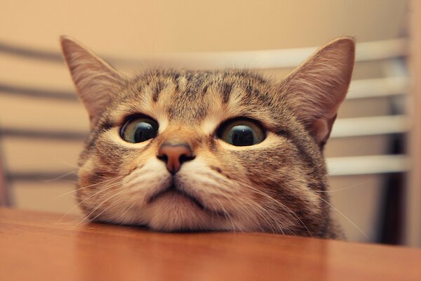 The cat put his head on the table and only his eyes, ears and whiskers are visible