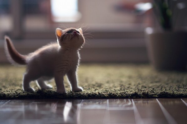 A kitten on the lawn looks up