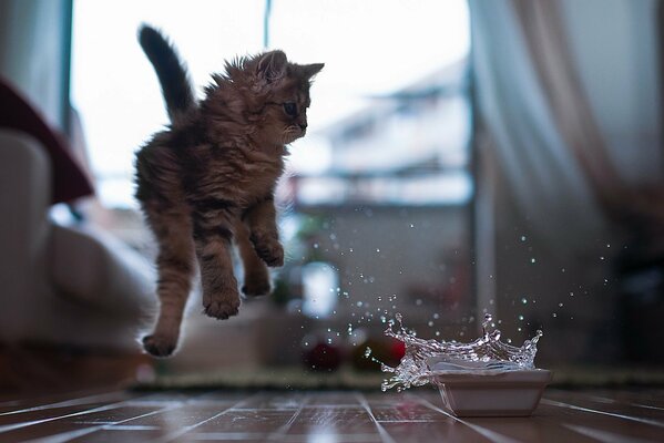 Gato al lado de un tazón de agua, asustado