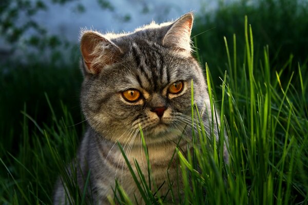 Gestreifte Katze im grünen Gras