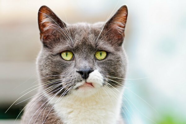 Der düstere Blick einer grauen Katze