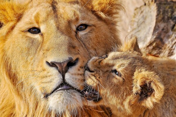 Le lionceau mord sa mère par le museau