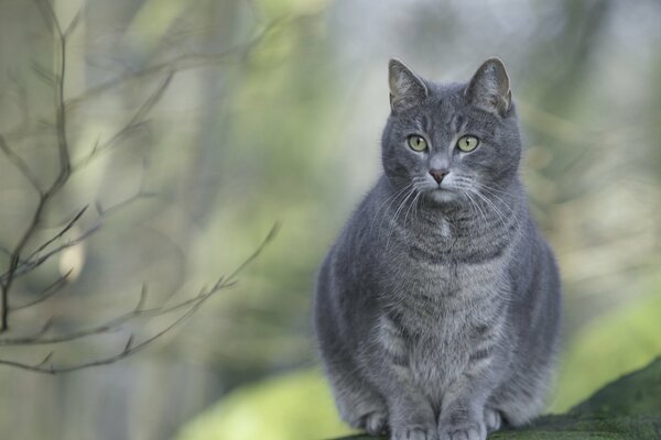 Graue Katze mit aufmerksamem Blick