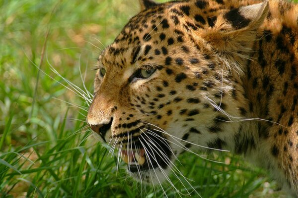 The leopard is angry and hisses with his mouth open