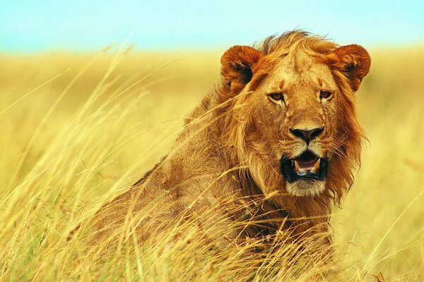 Der Blick eines jungen Löwen in der Savanne