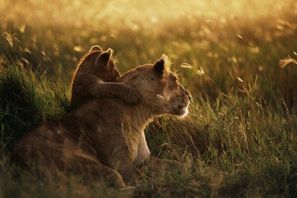 A lioness with her lion cub in a clearing