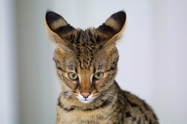 Gatto serval con grandi orecchie