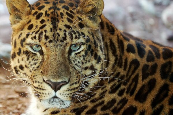 Портрет прекрасного леопарда с выразительными глазамт