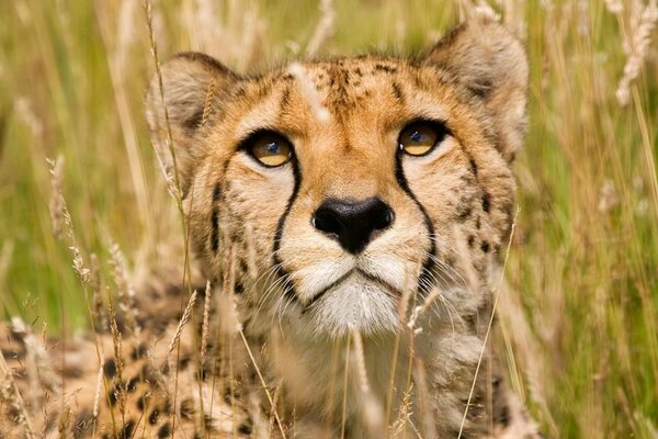 Cheetah is a large predatory cat