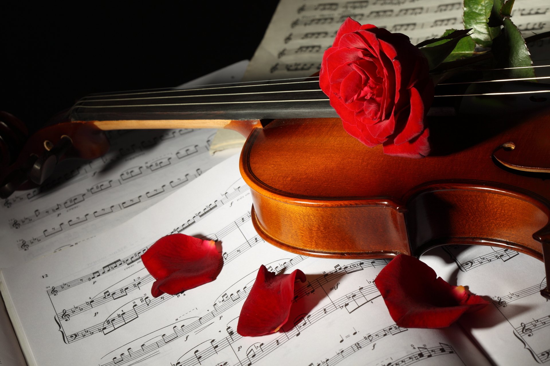 note violino fiori rose petali