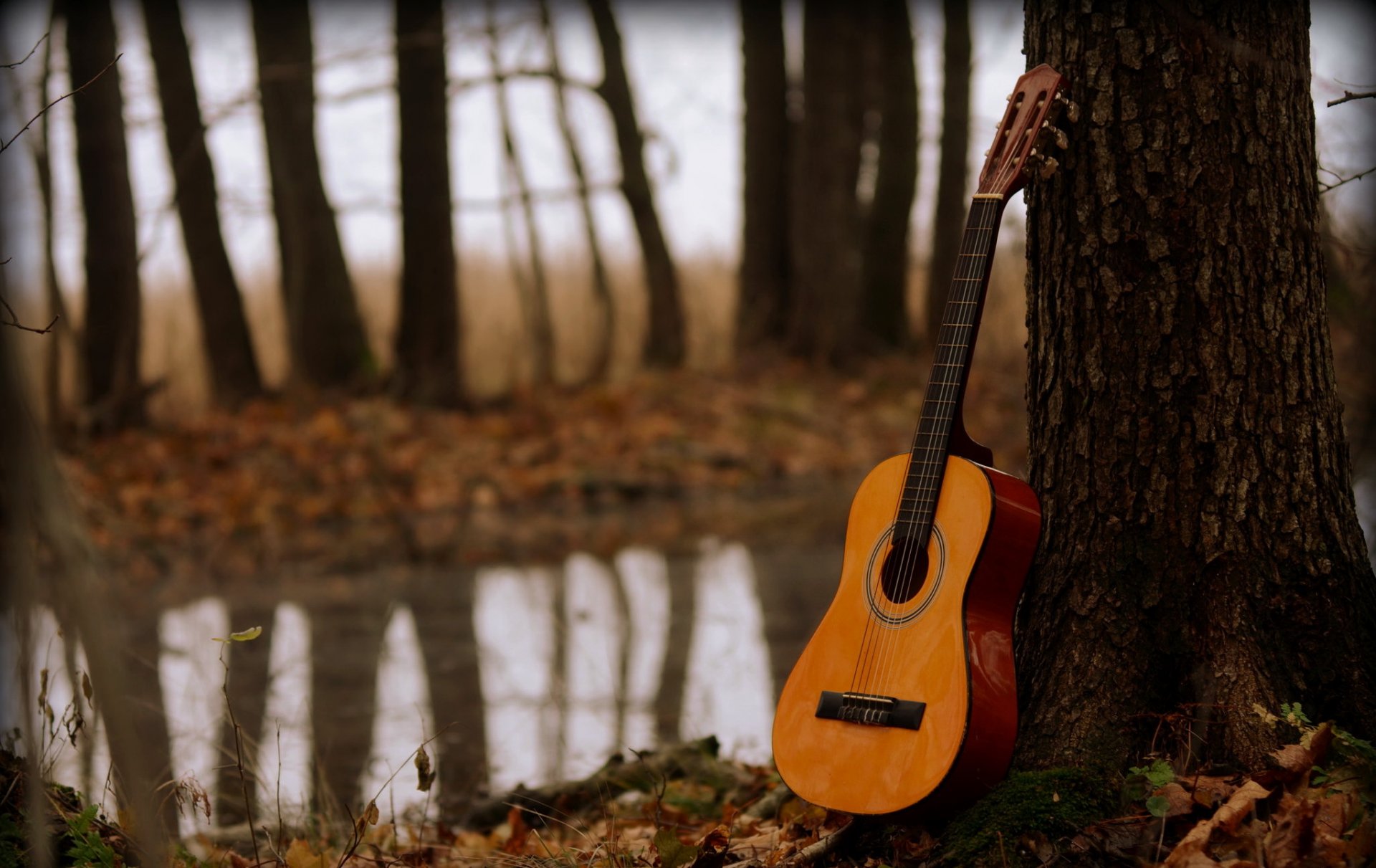 guitarra madera música