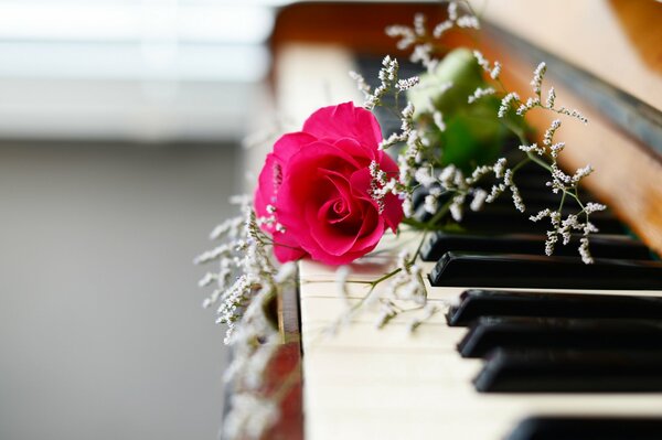 Różowa róża leży na pianinie