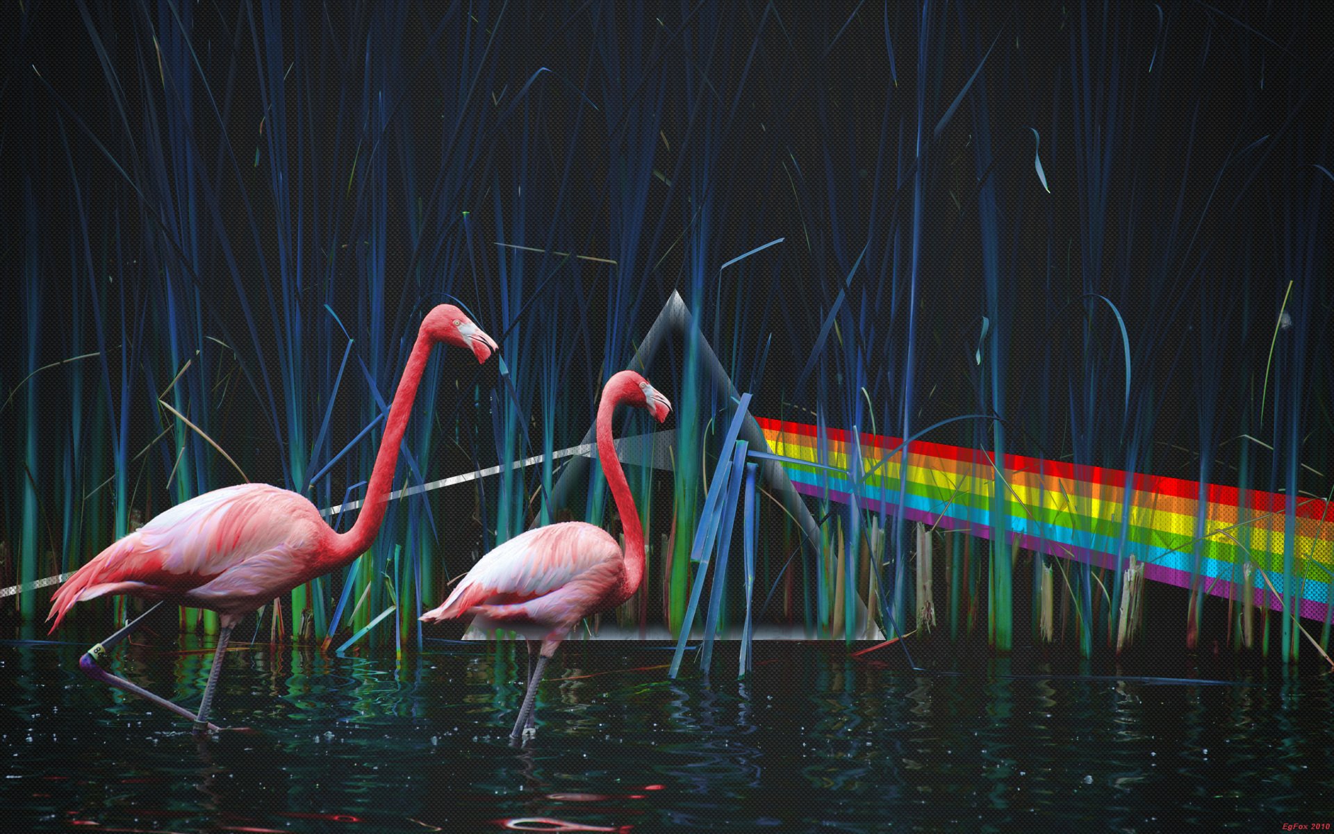 pink floyd dark side of the moon pink floyd pond flamingo dispersion of light