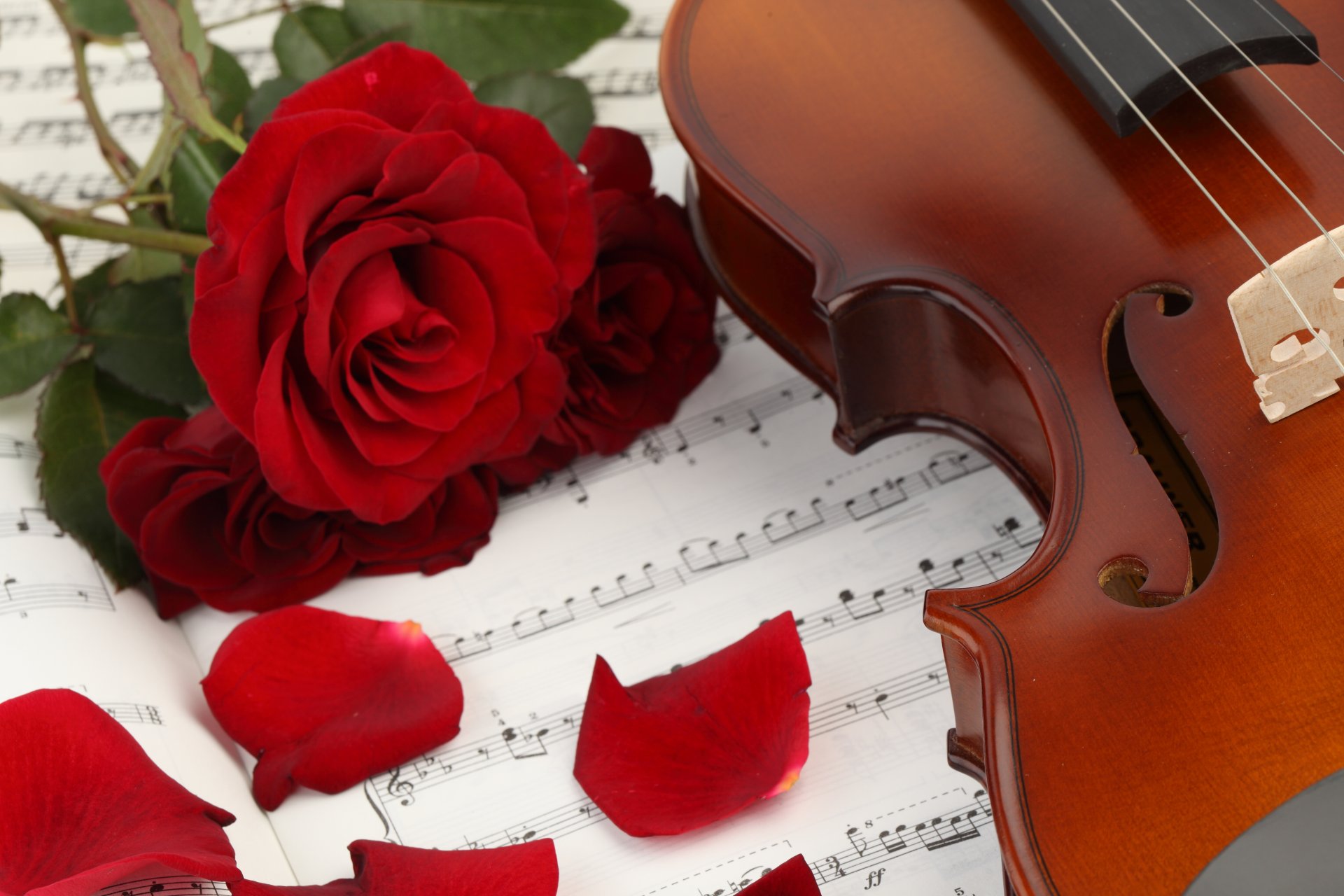 musique livre notes violon fleurs roses pétales