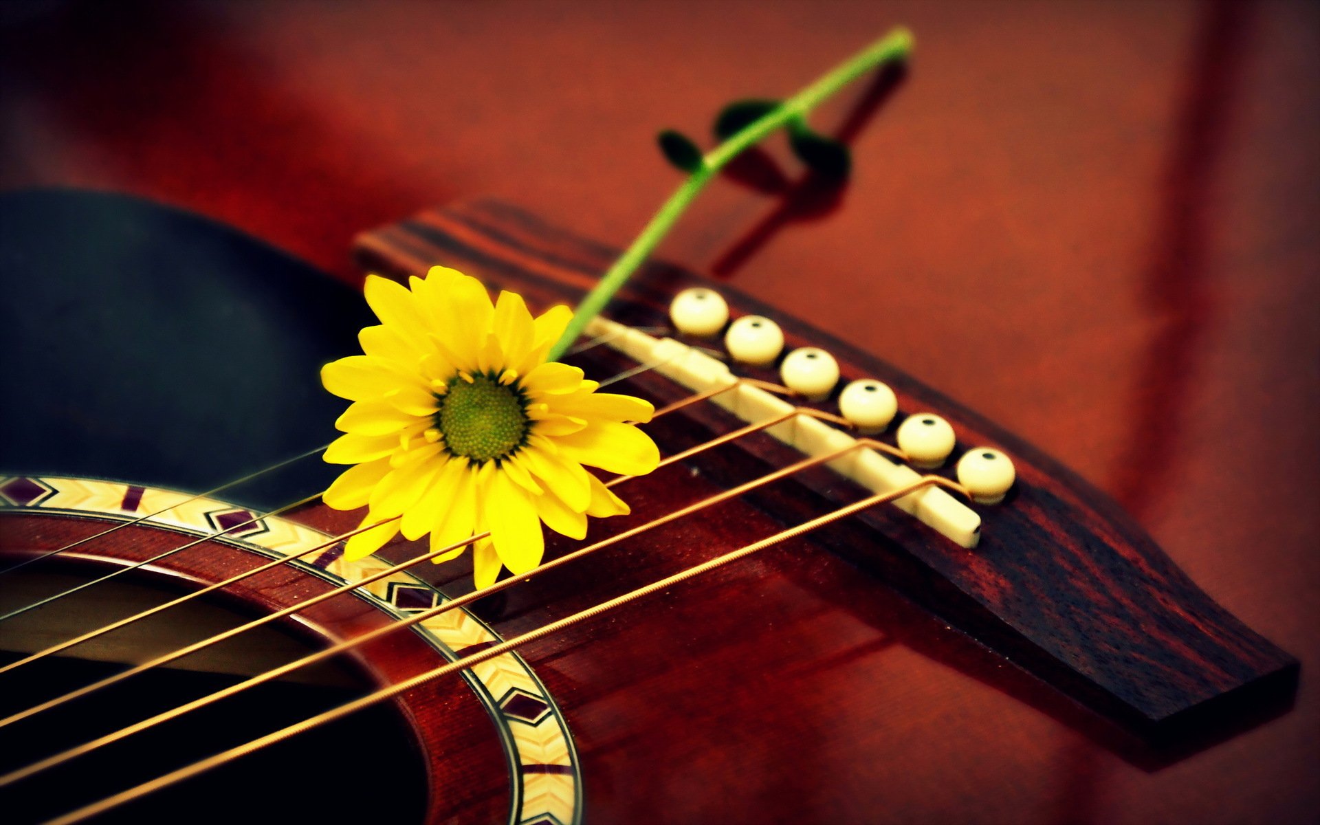 fleur guitare gros plan